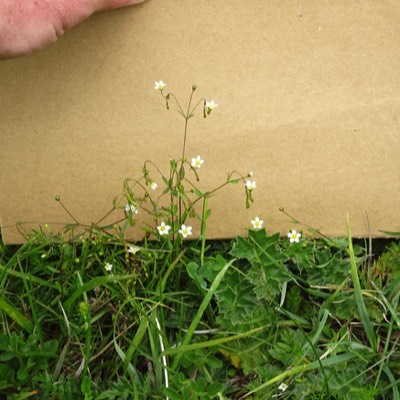 Sagina nodosa. Täckte stora delar av backarna med små vita svävande blommor. 