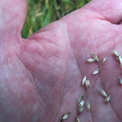 Alopecurus pratensis. Ängskavle, långt borst på ytteragnen. 